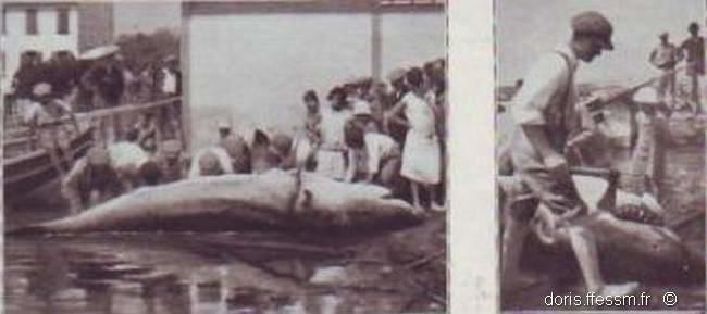 carcharodon_carcharias_brusc-1920