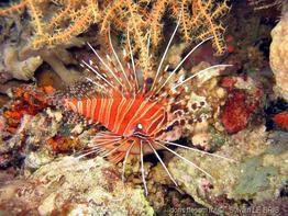 pterois_antennata-slb1