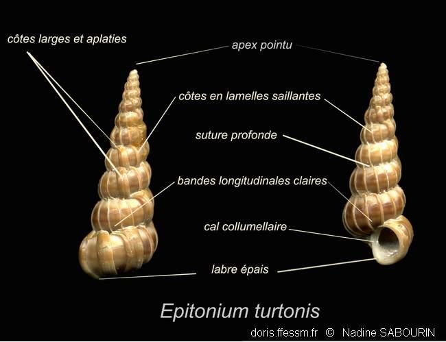 epitonium_turtonis-ns55