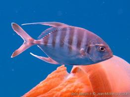 Carangoides_dinema-jms001