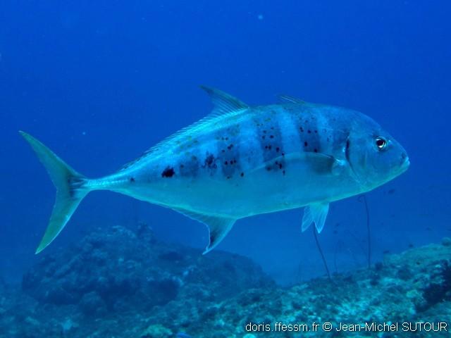 carangoides_fulvoguttatus-jmsu001