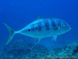 carangoides_fulvoguttatus-jmsu001