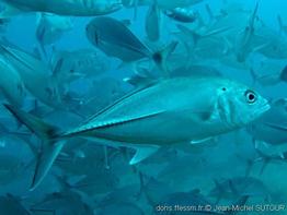 Caranx-sexfasciatus_jms1