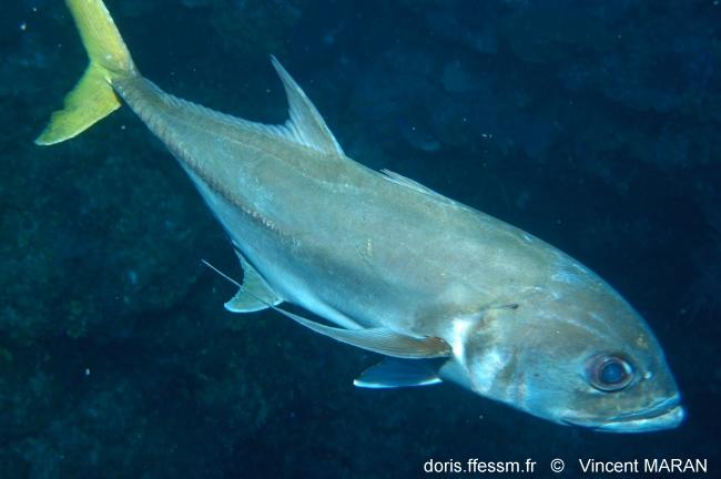 caranx_hippos_41252_vm