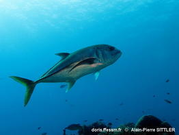 Caranx_latus-apsi544