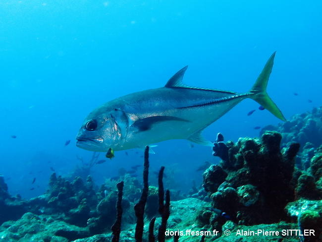 Caranx_latus-apsi545