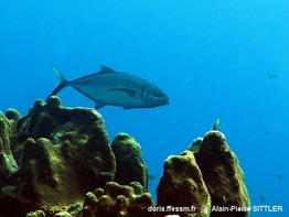 Caranx_ruber-apsi2020