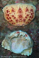 calappa_granulata-aps103
