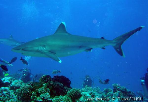 Requin pointes blanches de récif