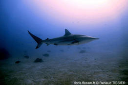 Carcharhinus_brevipinna-rt01