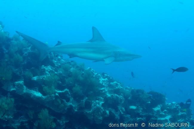 carcharhinus_galapagensis-ns1