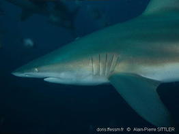 carcharhinus_limbatus-aps80