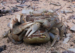 cardisoma_guanhumi-02