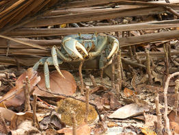 cardisoma_guanhumi-ag01