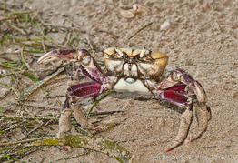 cardisoma_guanhumi-ag02