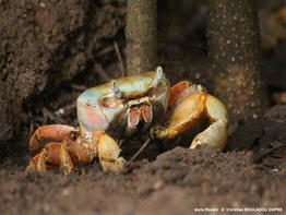 cardisoma_guanhumi-cbd01