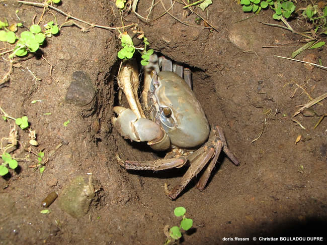 cardisoma_guanhumi-cbd02