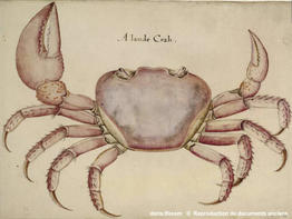 cardisoma_guanhumi-jw001