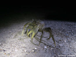 cardisoma_guanhumi-tm-1