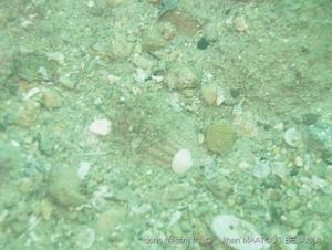 cardites_antiquatus-jmb2