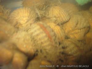 cardites_antiquatus-jmb3