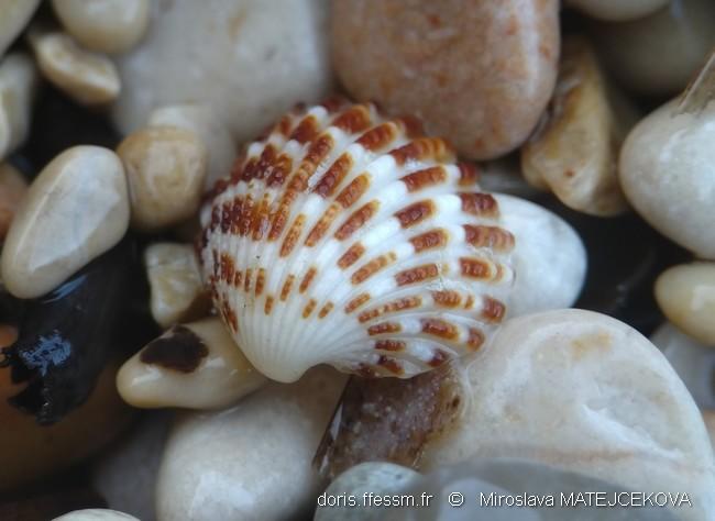 cardites_antiquatus-mima1