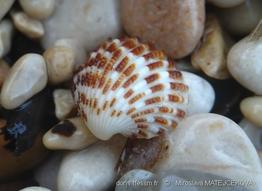 cardites_antiquatus-mima1