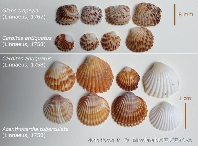 cardites_antiquatus-mima10