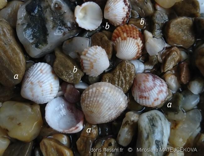 cardites_antiquatus-mima11