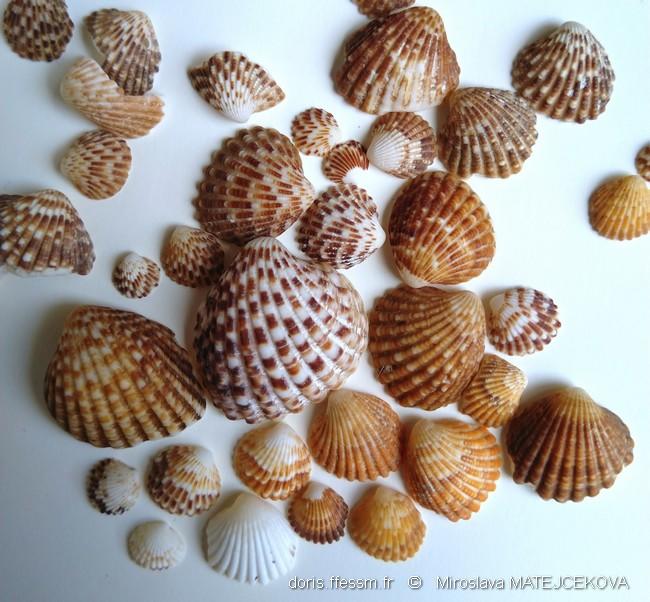 cardites_antiquatus-mima4