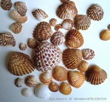 cardites_antiquatus-mima4
