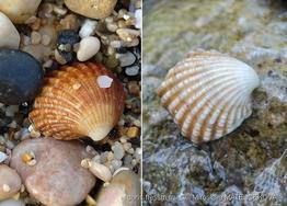 cardites_antiquatus-mima5