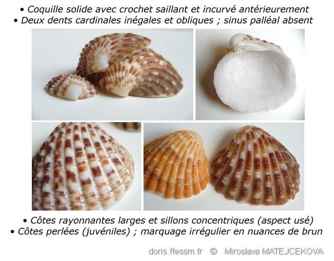 cardites_antiquatus-mima8