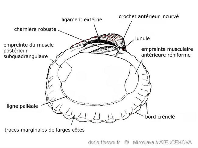 cardites_antiquatus-mima9