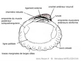 cardites_antiquatus-mima9