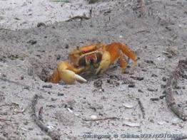 Cardosa guanhumi