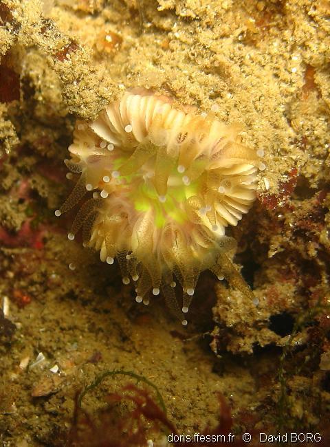 caryophyllia_smithii-dabo-img_11