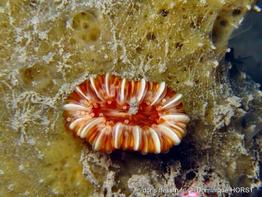 caryophyllia_smithii-doho-img_6298