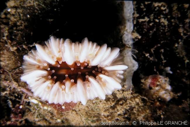 caryophyllia_smithii-plg-2182