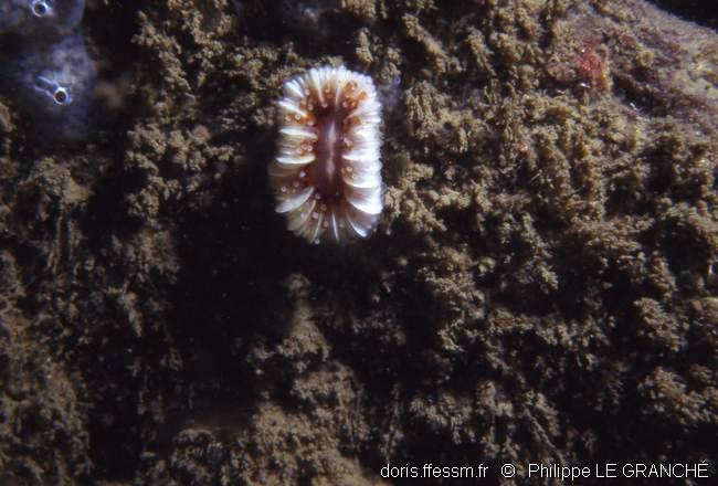 caryophyllia_smithii-plg-397