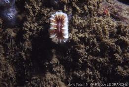 caryophyllia_smithii-plg-397