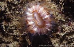 caryophyllia_smithii-plg-695