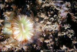 caryophyllia_smithii-plg-698