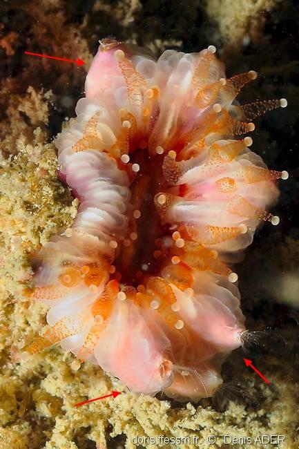 caryophyllia_smithii_adna_anglica-dead-img_4940