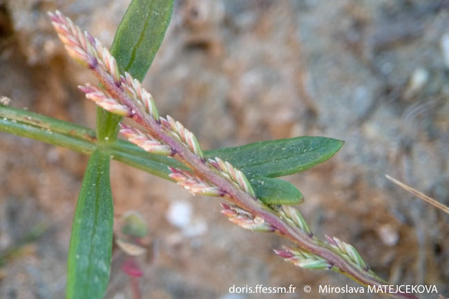 catapodium_marinum-mima-02