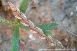 catapodium_marinum-mima-02
