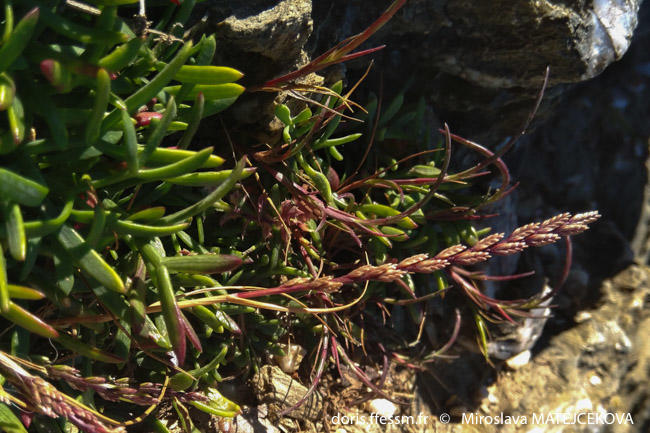 catapodium_marinum_mima_01