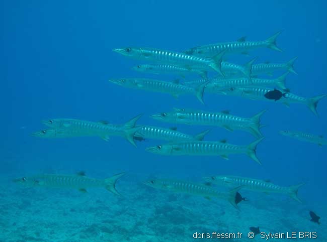 Barracuda à nageoires noires