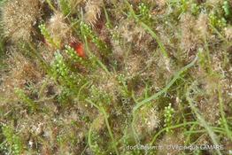 caulerpa_cylindracea-vl1
