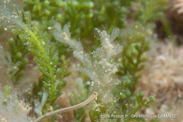 caulerpa_cylindracea-vl2